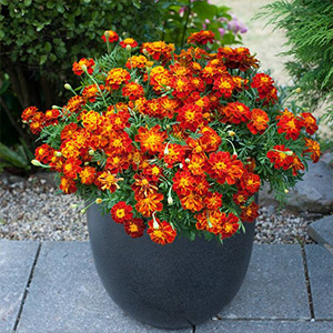 Marigold Plants