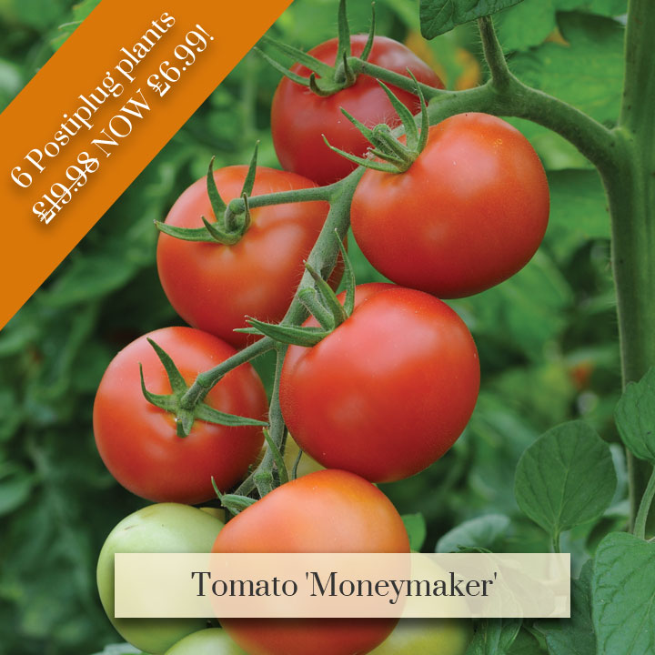 Deal of the Week - Tomato 'Moneymaker'