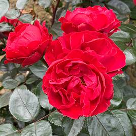 Rose Precious Ruby (Floribunda Rose)