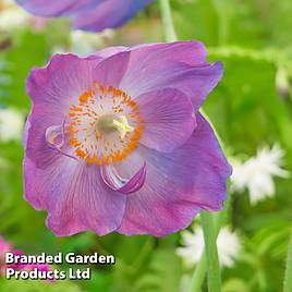 Meconopsis baileyi Hensol Violet