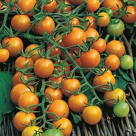 Tomato Seeds - Sungold F1 (Indeterminate)