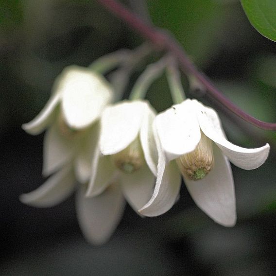 Clematis urophylla 'Winter Beauty'