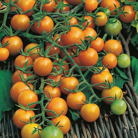 Tomato Seeds - Sungold F1 (Indeterminate)