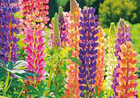 View All Perennial Plants