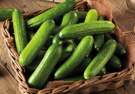 Vegetable Plants