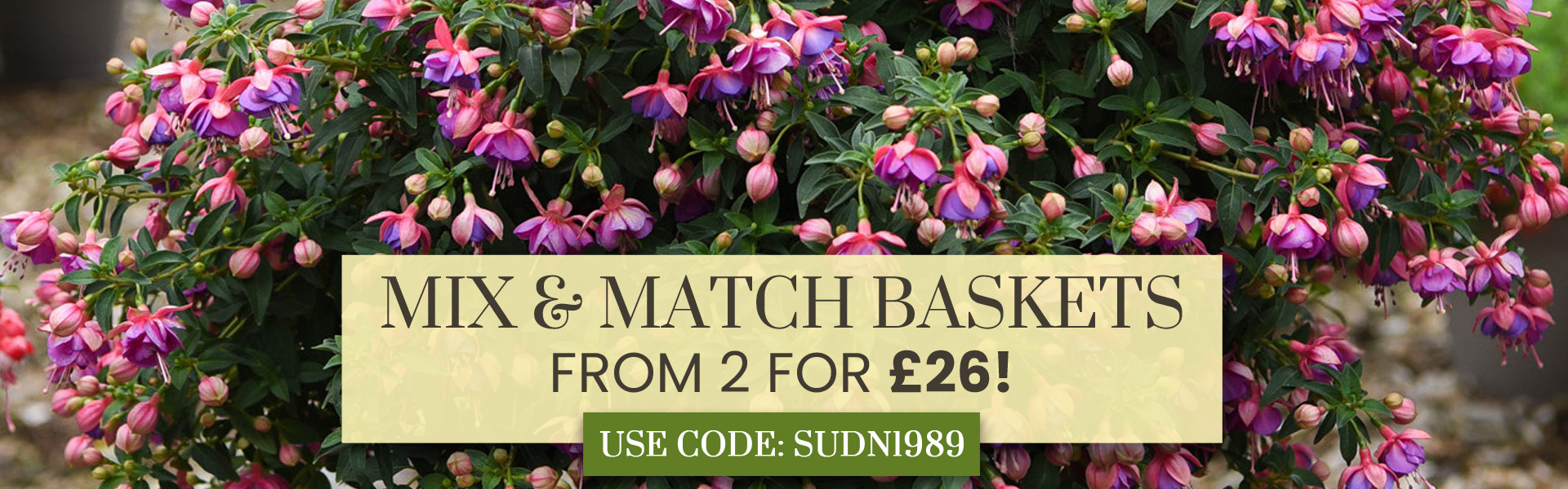 Mix & Match Pre-Planted Baskets  - from 2 for £26