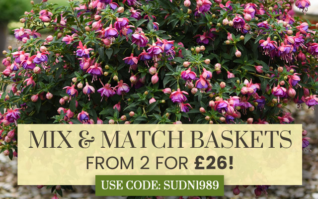 Mix & Match Pre-Planted Baskets  - from 2 for £26