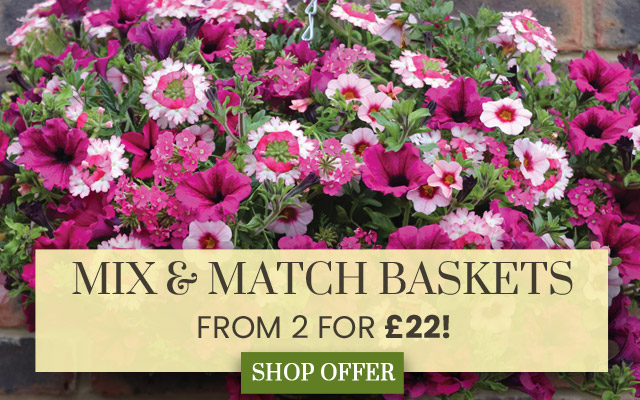 Mix & Match Pre-Planted Baskets