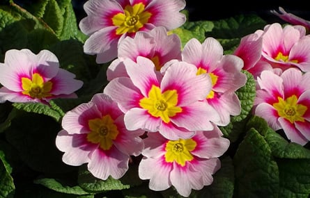 A Guide to Winter Bedding Plants