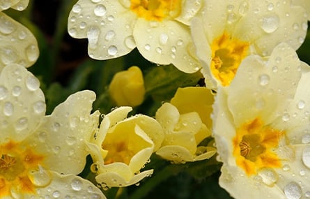 Ten Bedding Plants to Create a Beautiful Winter Garden
