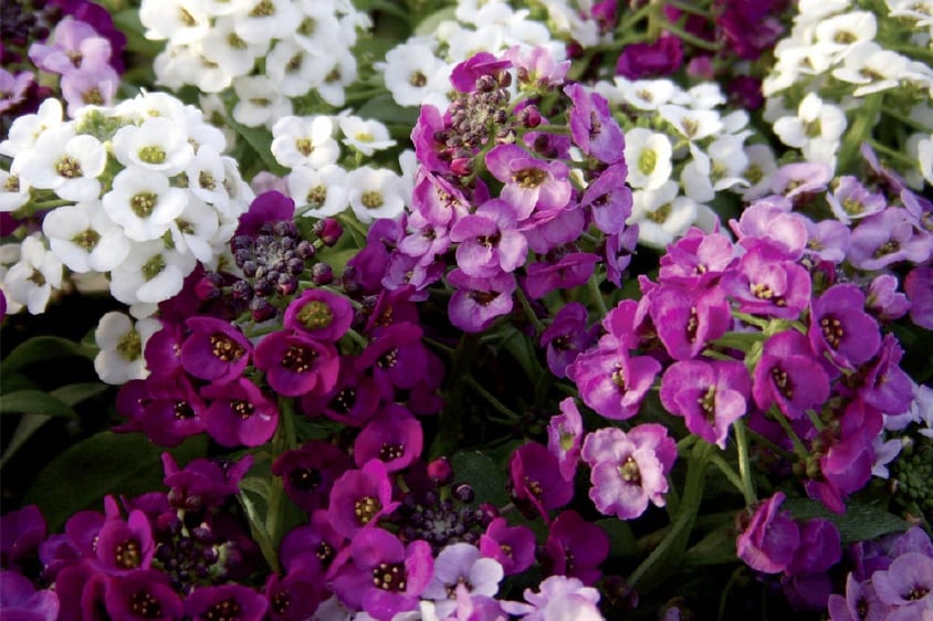 Pick & Mix Bedding Plants