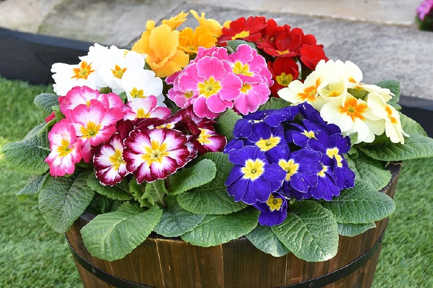 View All Bedding Plants