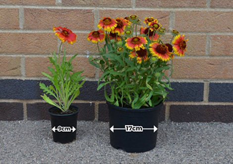 Bedding plants near me discount