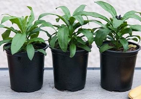 9cm Potted Bedding Plants