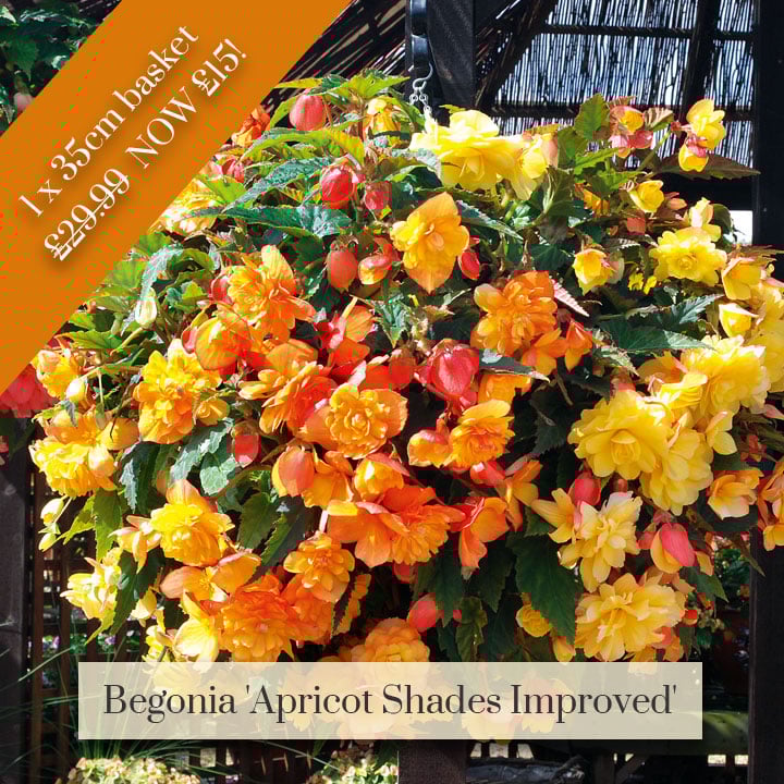 Deal of the Week -  Begonia 'Apricot Shades Improved' Pre-Planted Basket
