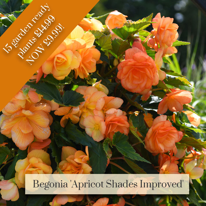 Deal of the Week -  Begonia 'Apricot Shades Improved'