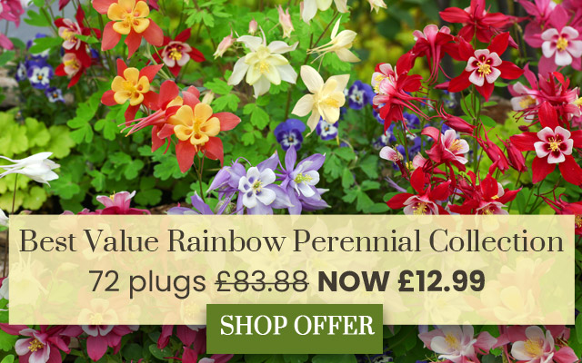 Best Value Rainbow Perennial Collection