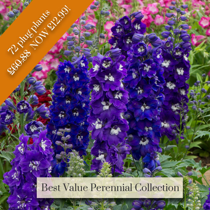 Deal of the Week - Best Value Perennial Collection