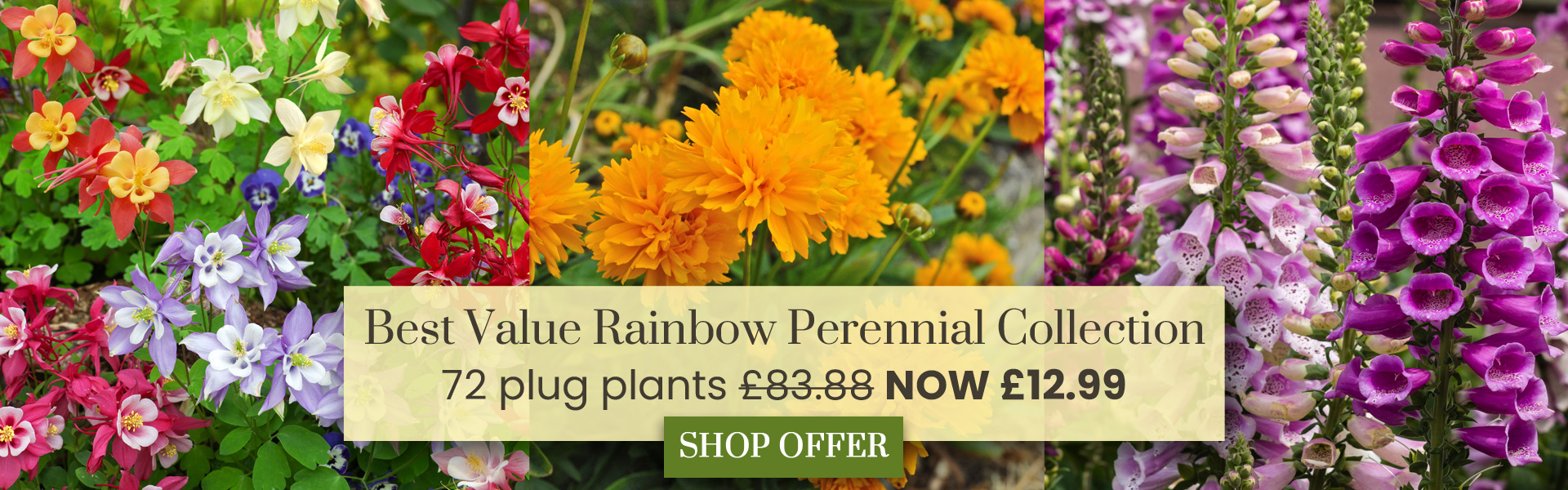 Best Value Rainbow Perennial Collection