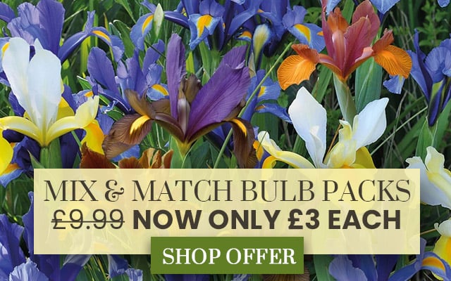 Mix & Match Bulbs