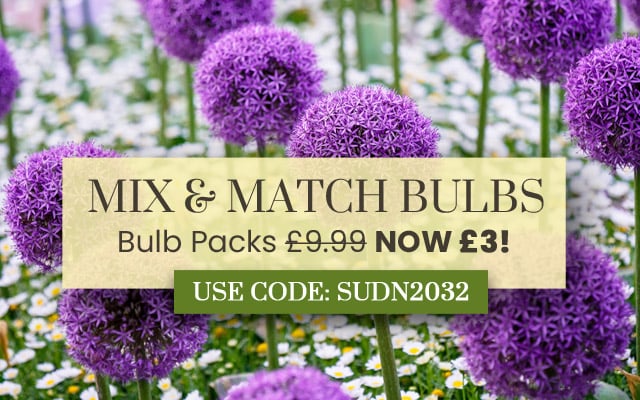 Mix & Match Bulbs