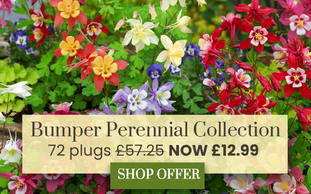 Bumper Perennial Collection