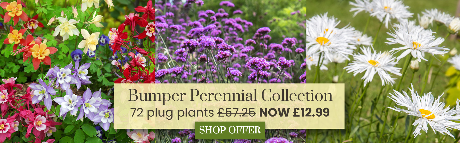 Bumper Perennial Collection