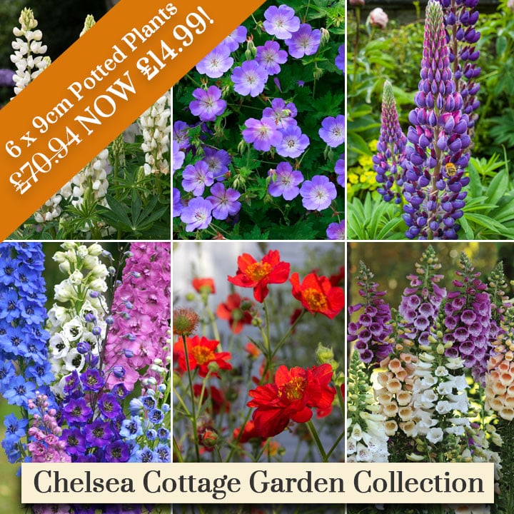 Deal of the Week - Chelsea Cottage Garden Collection