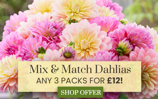 Mix and Match Dahlias