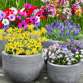 Flower Bulbs