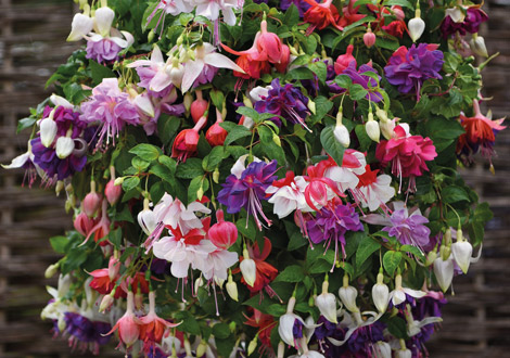 Pre Planted Hanging Baskets