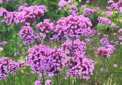 Garden Ready Plants