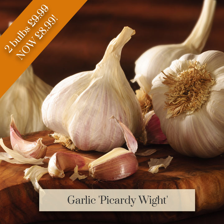 Deal of the Week - Garlic 'Picardy Wight'