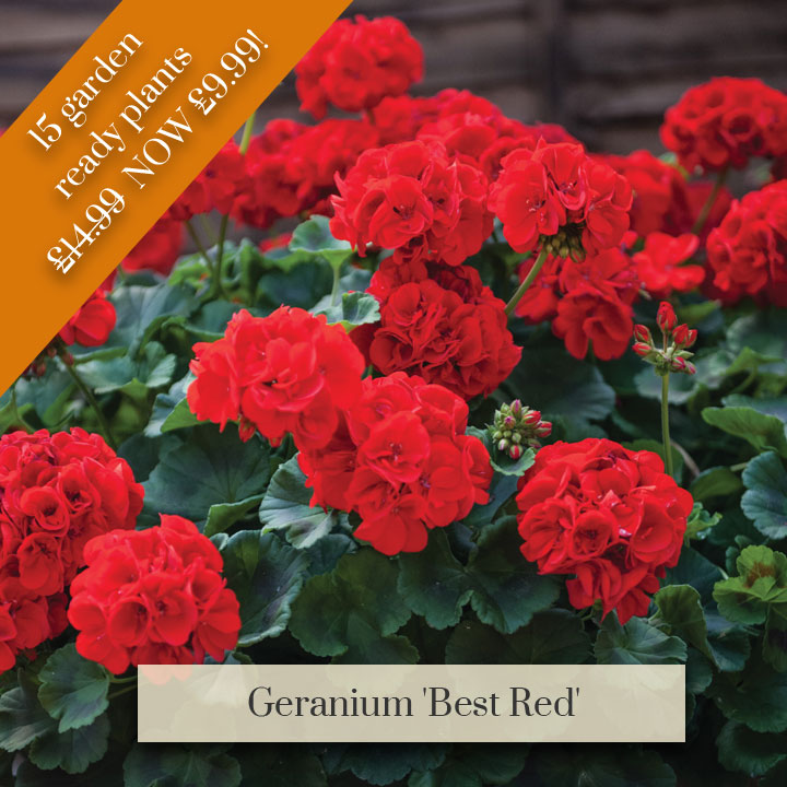 Deal of the Week -  Geranium 'Best Red'
