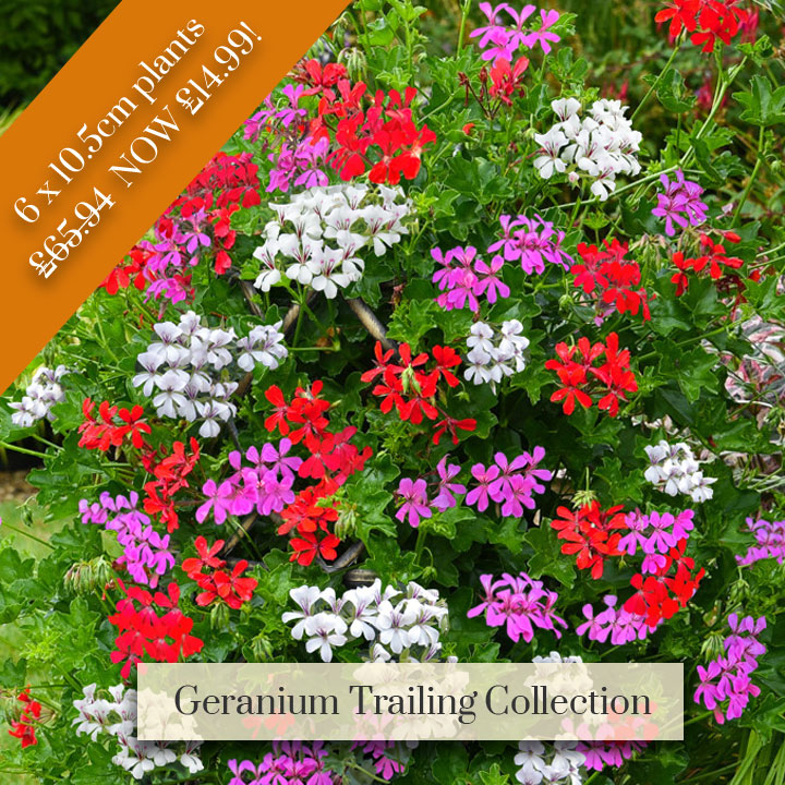 Deal of the Week - Geranium Trailing Collection