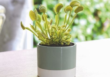 Indoor & House Plants