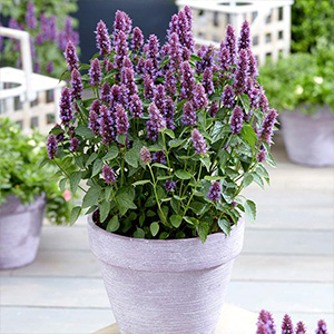 Large Bedding Plants