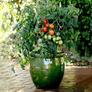 2 Ltr Potted Vegetable Plants