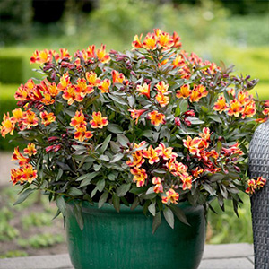 Potted Perennials