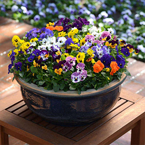 9cm Potted Bedding Plants