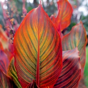 Tropical & Mediterranean Plants