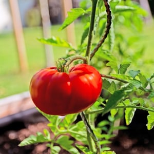 View All Vegetable Plants