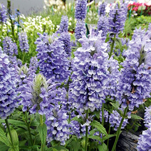 View All Perennial Plants