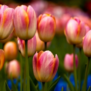 View All Tulip Bulbs