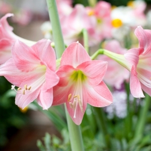 Amaryllis Bulbs