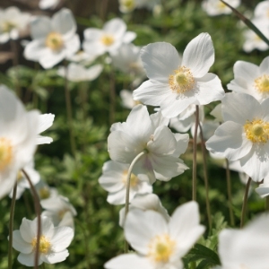 Anemone Bulbs