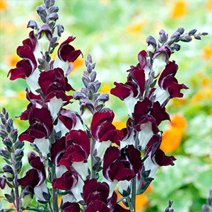 Antirrhinum Plants