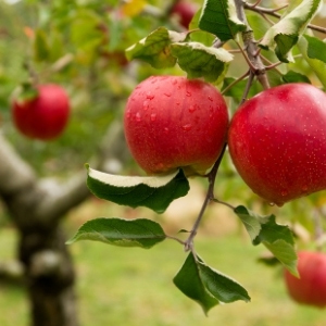 Apple Trees