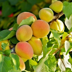Apricot & Peach Trees