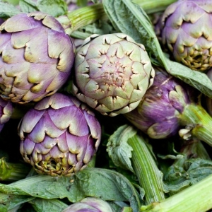 Artichoke Plants